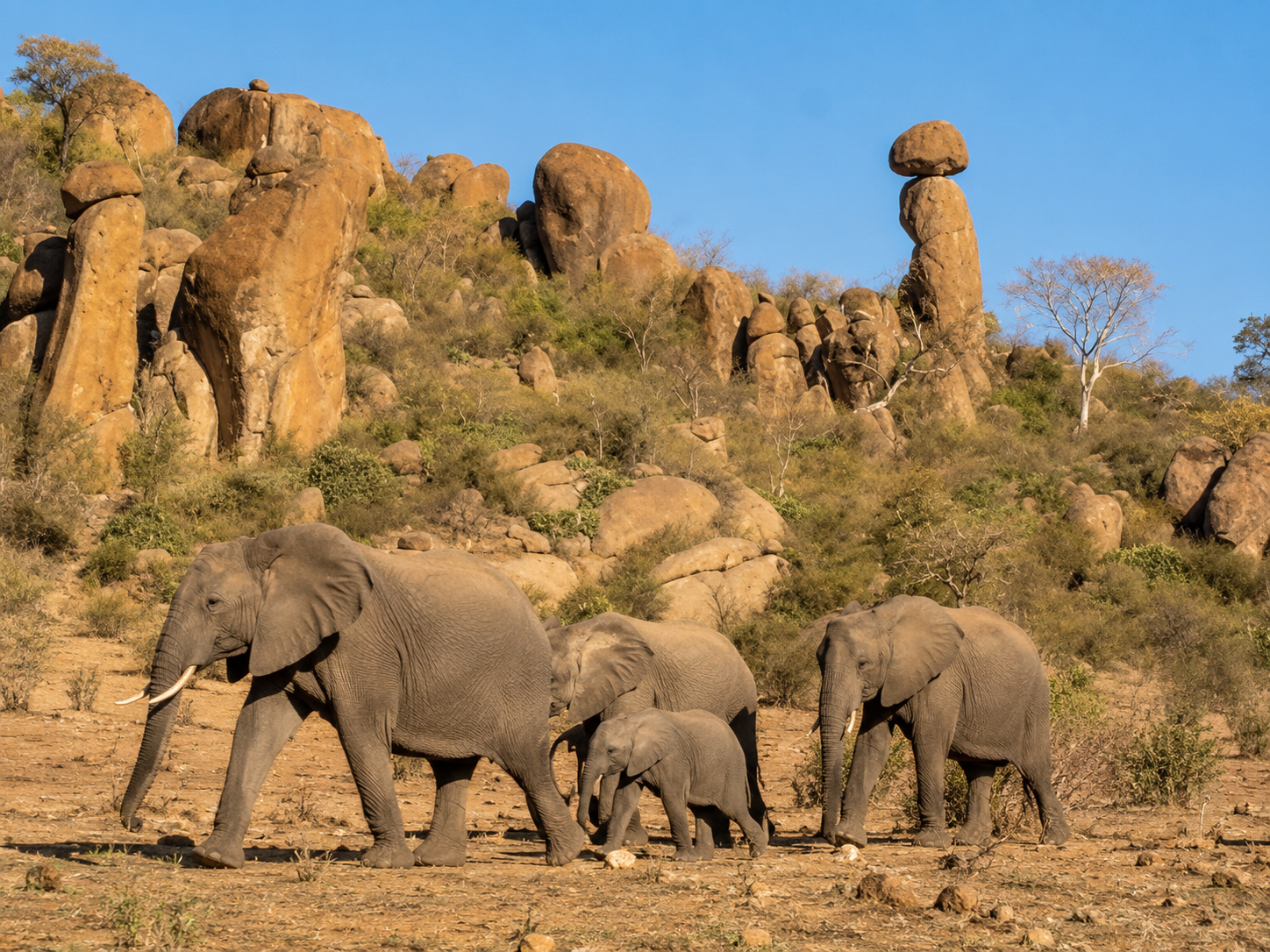 Babile Elephant Sanctuary, Ethiopia: Elephant & Wildlife Guide