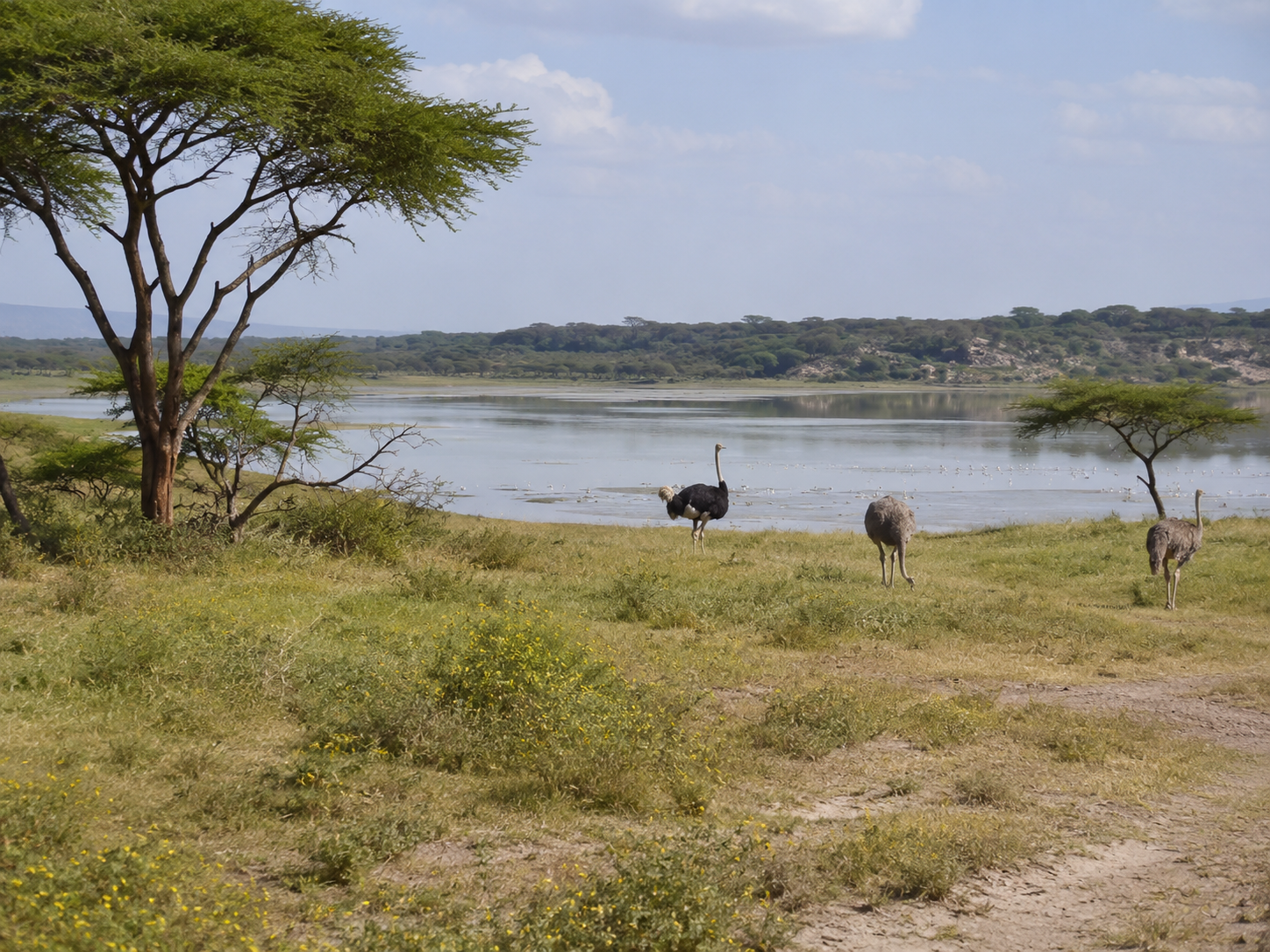 Abijatta-Shalla National Park, Ethiopia: Lakes & Birdwatching Guide