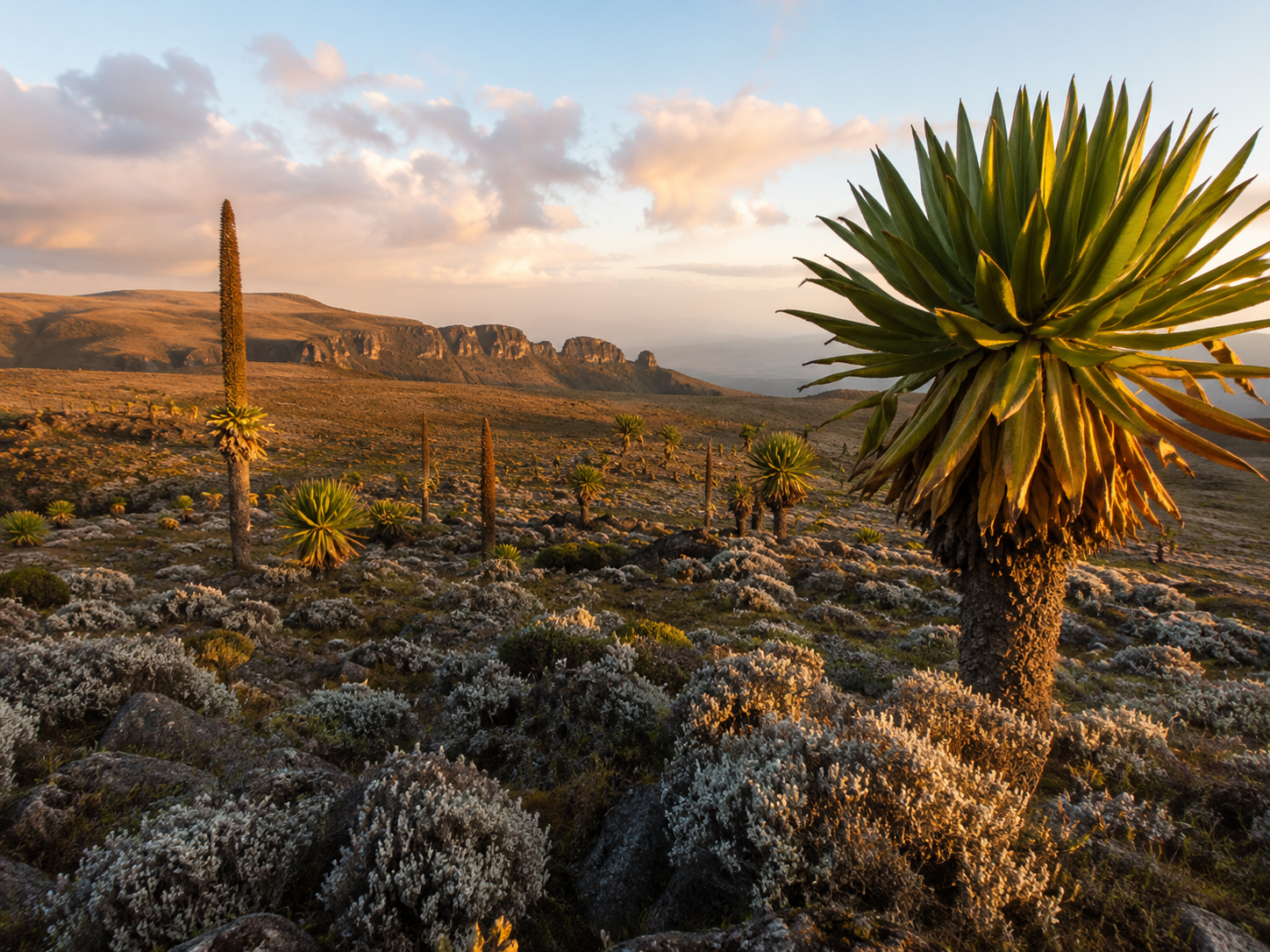 Bale Mountains National Park, Ethiopia: Wildlife & Travel Guide