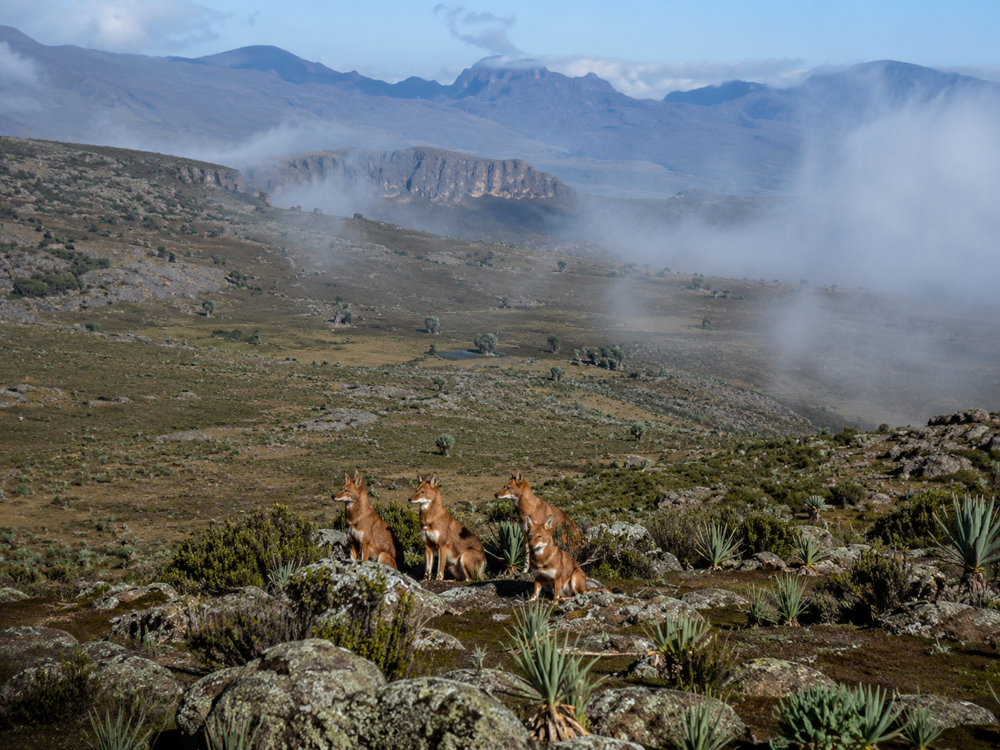 Bale Mountains National Park, Ethiopia: Wildlife & Travel Guide
