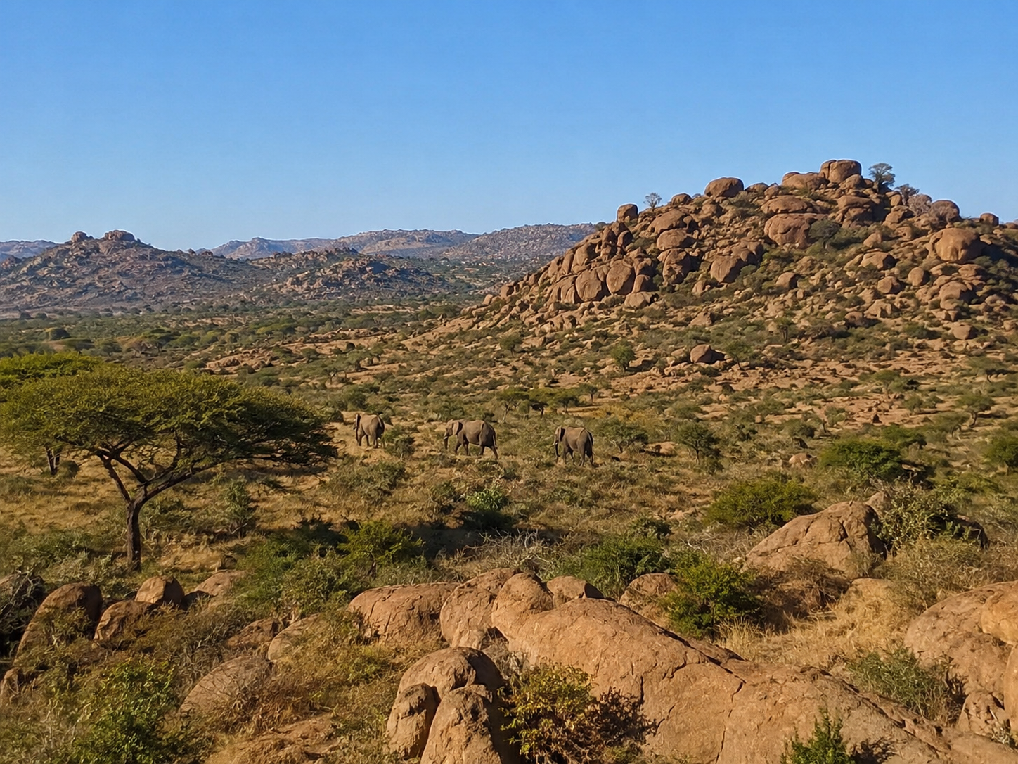 Babile Elephant Sanctuary, Ethiopia: Elephant & Wildlife Guide