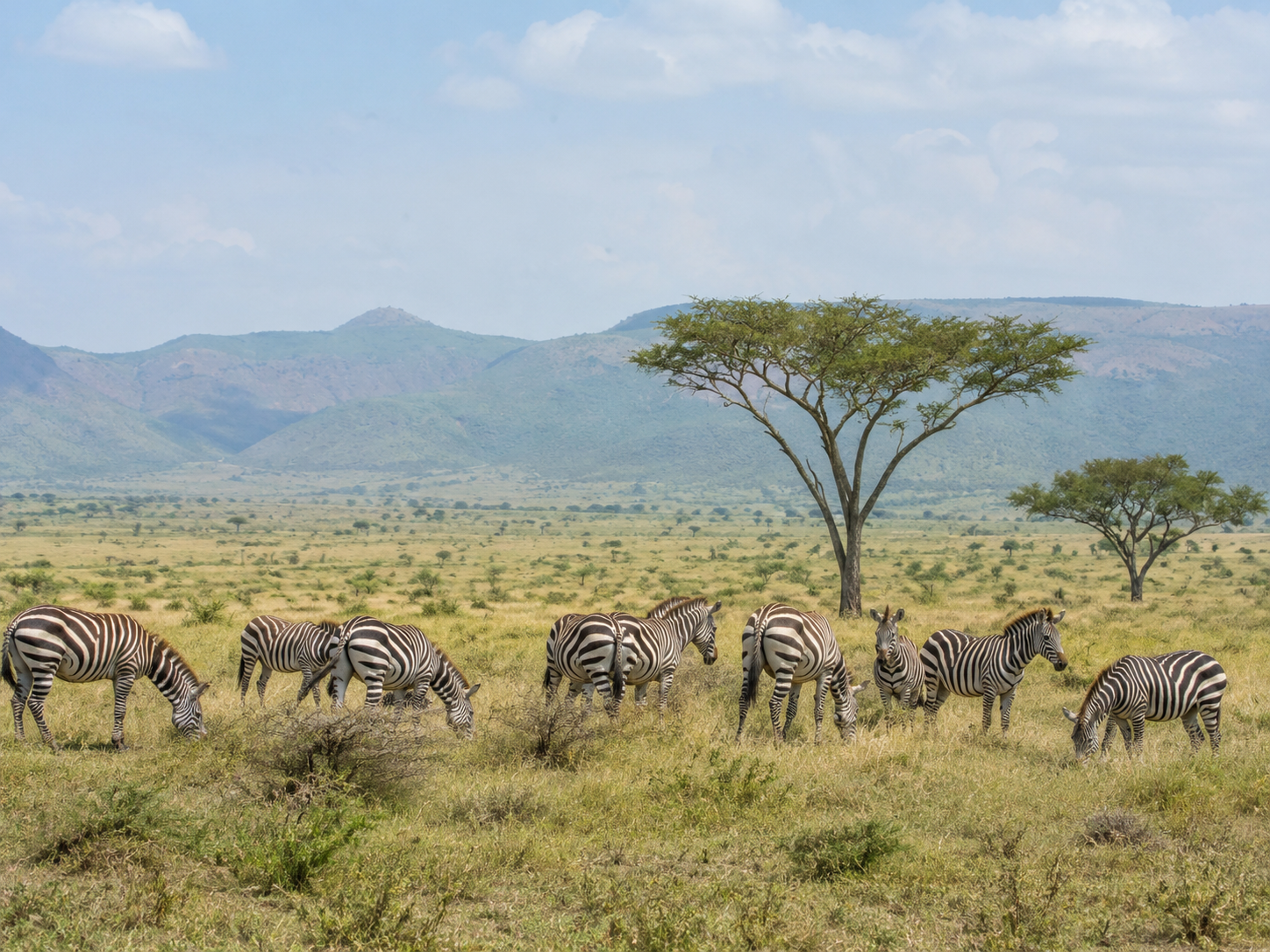 Borana National Park, Ethiopia: Wildlife & Birdwatching Guide