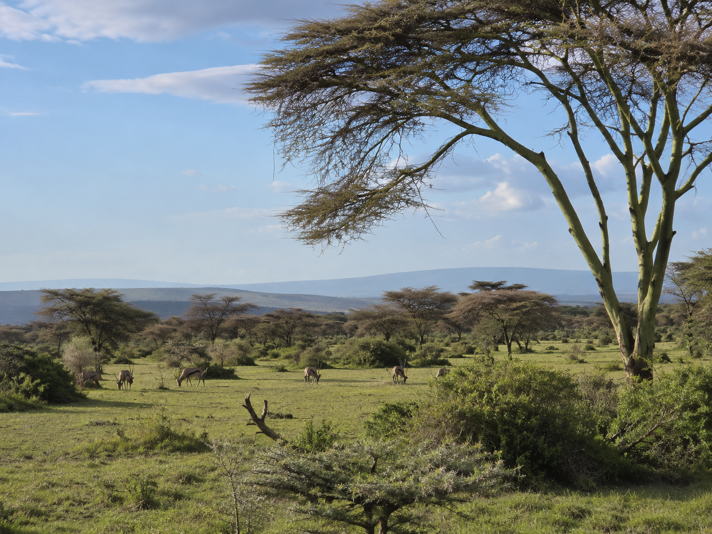 Borana National Park, Ethiopia: Wildlife & Birdwatching Guide