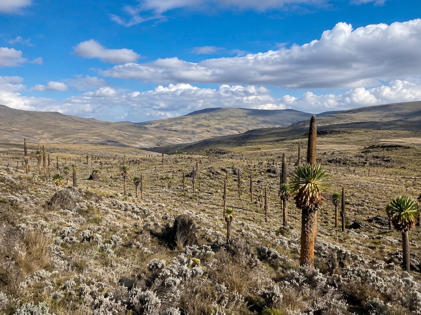 Bale Mountains National Park, Ethiopia: Wildlife & Travel Guide