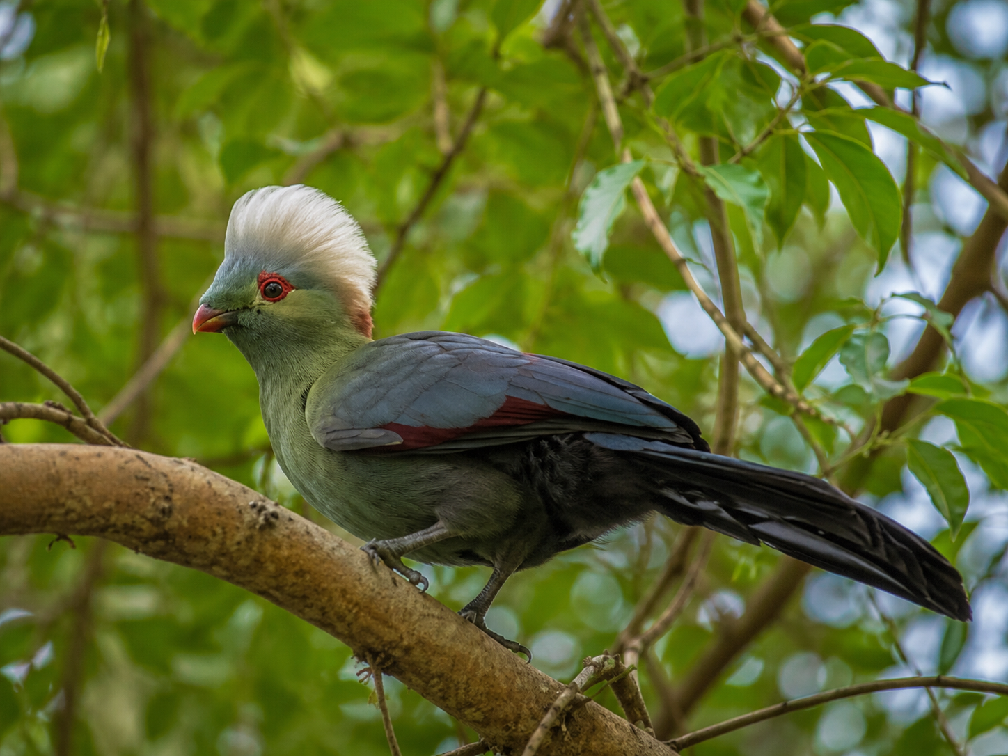 Borana National Park, Ethiopia: Wildlife & Birdwatching Guide