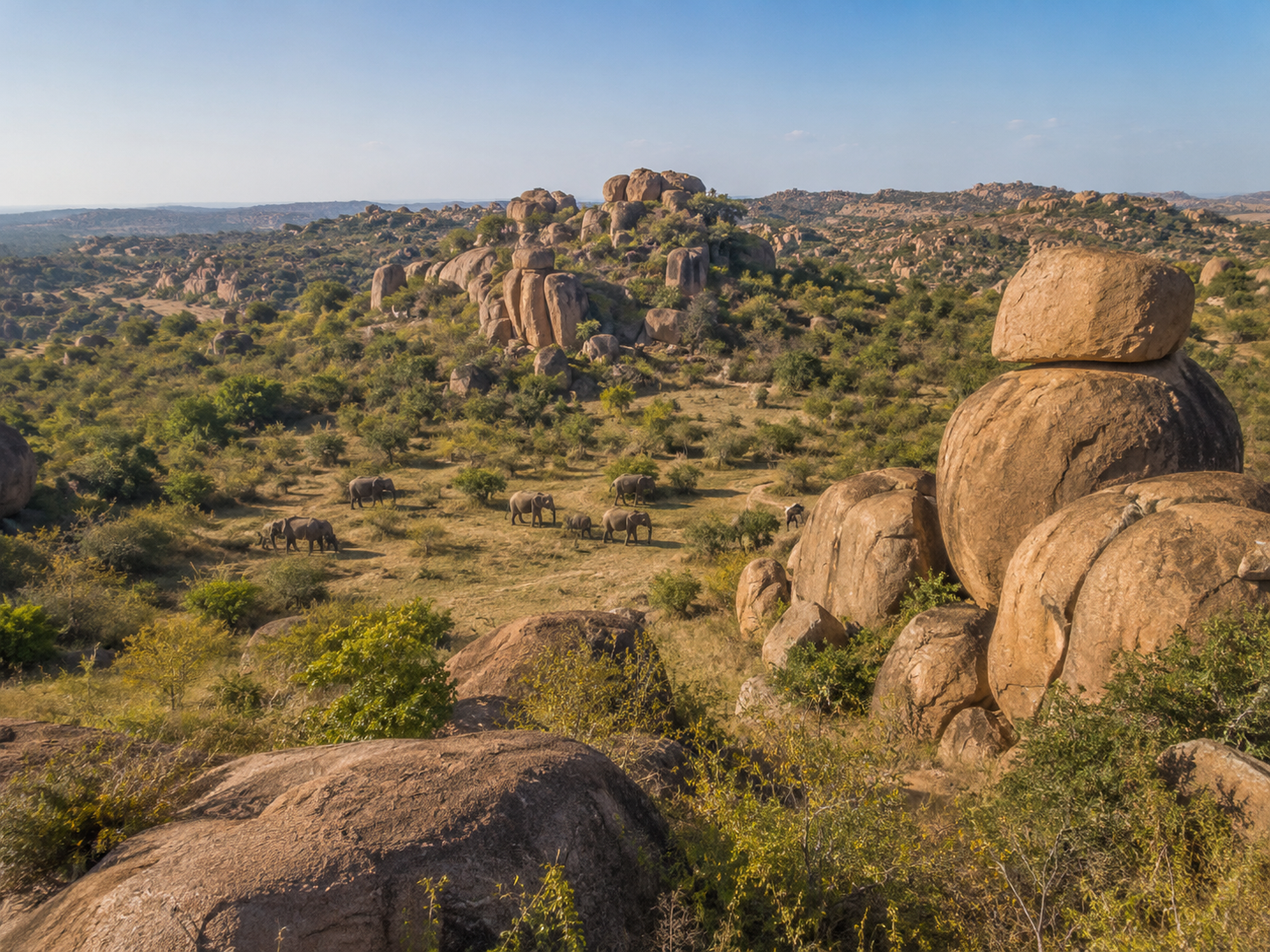 Babile Elephant Sanctuary, Ethiopia: Elephant & Wildlife Guide
