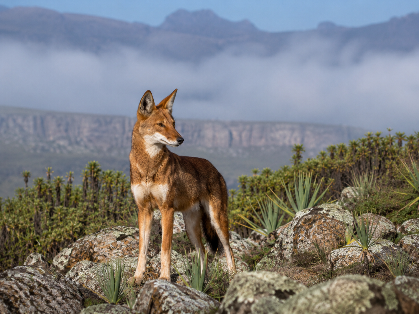 Bale Mountains National Park, Ethiopia: Wildlife & Travel Guide