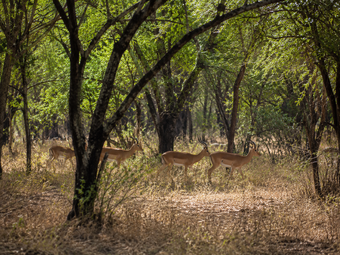Abijatta-Shalla National Park, Ethiopia: Lakes & Birdwatching Guide