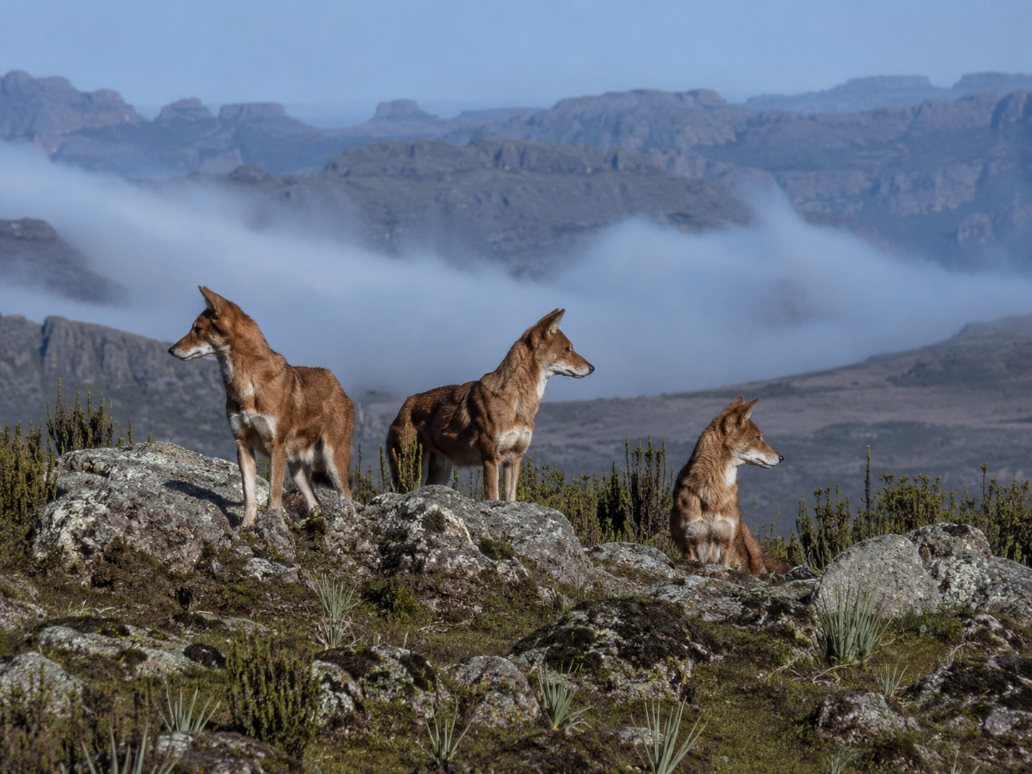 Bale Mountains National Park, Ethiopia: Wildlife & Travel Guide