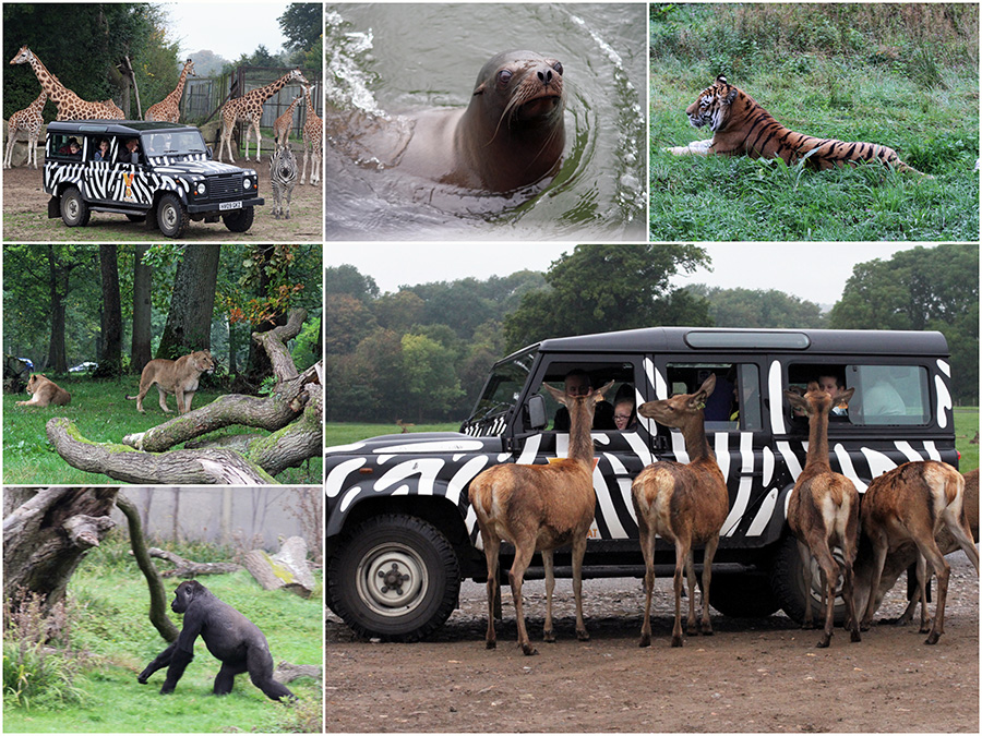 frome to longleat safari park