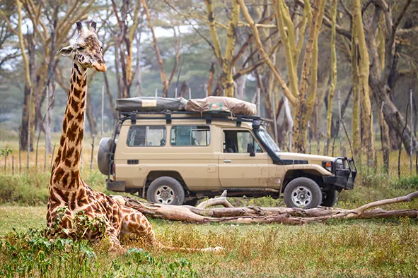 Longleat Safari Park - Image 3