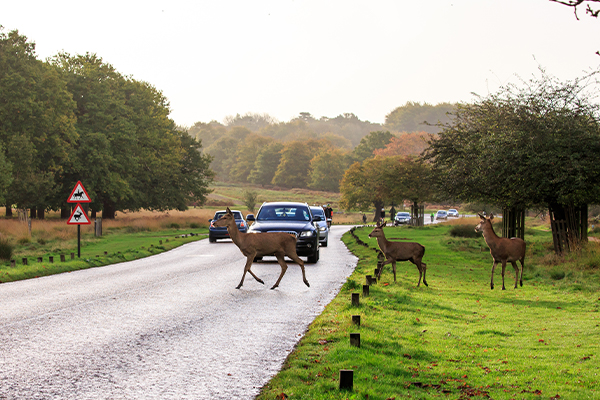 Longleat Safari Park - Image 1