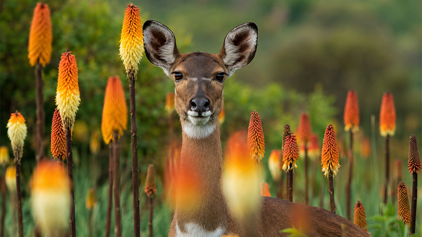 Arsi Mountains National Park