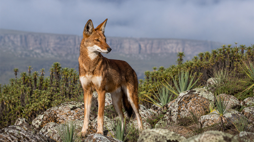Bale National Park