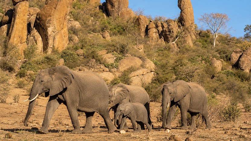 Babile Elephant Sanctuary